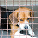 Illustration for article titled Al Qaeda Planned To Put Bombs Inside Pets To Blow Up Airplanes